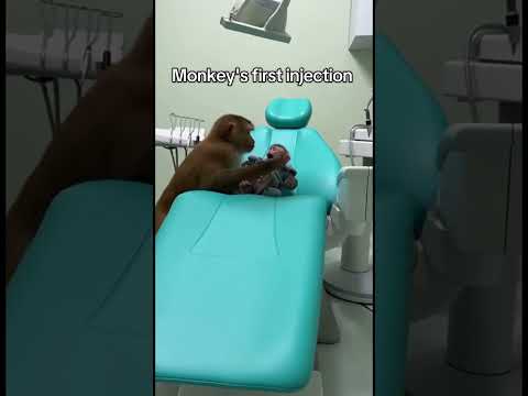 He is so scared #doctor #funnyanimal #injection #monkey #fyp