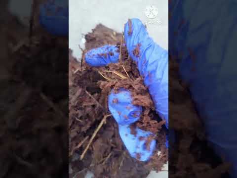 खाद  बनाने  का सही इस्तेमाल #garden #gardening  shorts shorts ♥️  shorts