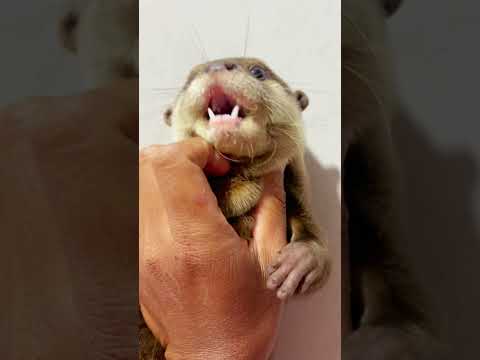 Cozy cuties 🥰 #otter #adoreble #animalphotos#adorably#cute #sushilife #cuteanimals#otterlyadorable