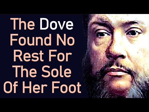 The Dove Found No Rest For The Sole Of Her Foot - Morning & Evening: Daily Readings / C. H. Spurgeon