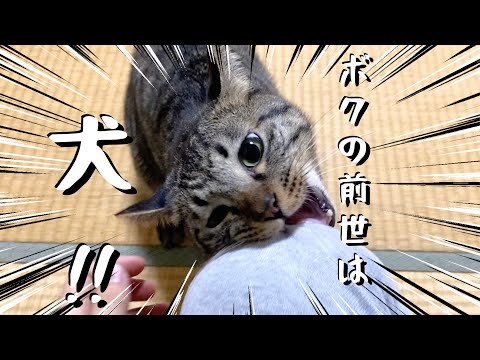 犬だった頃の前世の記憶を持っている猫