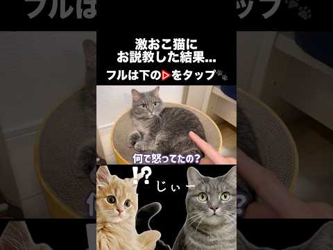猫の動画サムネイル - 愛猫にお説教しました...#shorts #猫 #猫好きさんと繋がりたい