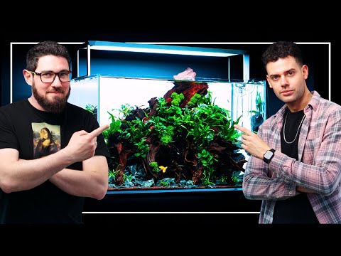 DELIGHTFUL Nature-Style Aquarium with Underwater C David is being babysitted by Tommy while creating an exceptional nature-style aquarium.

----------
