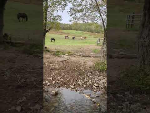 放牧地にいた鶴に迫ったら飛んだ