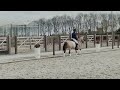 Poney de dressage FEI Welsh pony