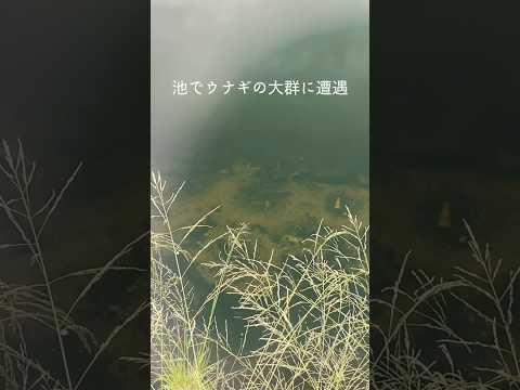 池の底で何か動いてたからよく見てみたら…