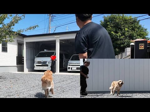 離れて暮らすお姉ちゃんが９ヶ月ぶりに突然帰って来たら！【Golden Retriever japan】