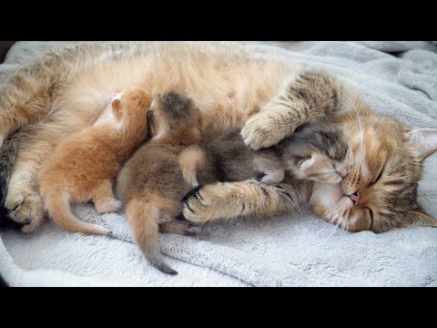 The mother cat gently cradling her baby kittens is so cute...
