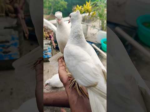 #pigeon #shortvideo #viral #shorts