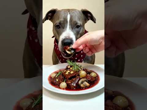 This dog eats better than I do 7