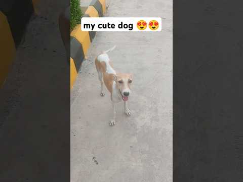 desi dog breed cute 😍 | #shorts #dog #dogs #animals #@AnantRastogi #shortvideo #viralvideo #cute