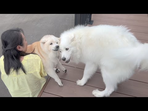 予防注射後のサモエドと柴犬の心温まる交流シーン サムネイル