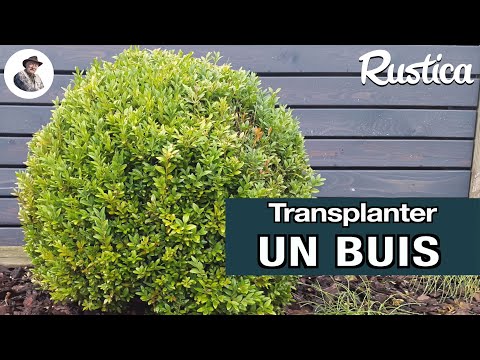 Comment transplanter un buis