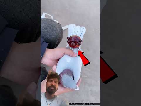 Kabutar 🕊️ farming #kabutar #kabootar #pigeon #viral #facts #birds #comedyskits