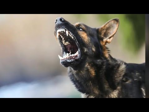 ¿Cómo abordar adecuadamente la agresividad de los perros?
