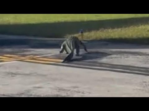 WATCH | Alligator strolls across runway at airport in Florida