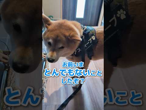 柴犬トンネル #柴犬スティーブ