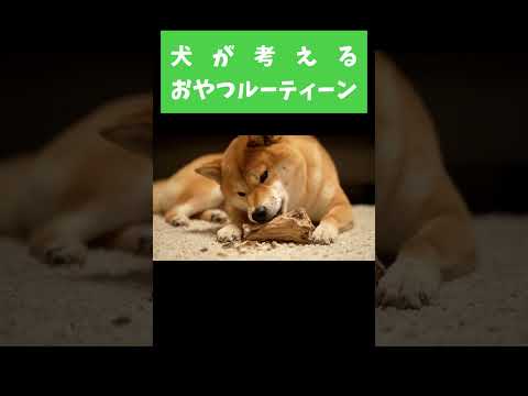 柴犬のおねだりルーティーン