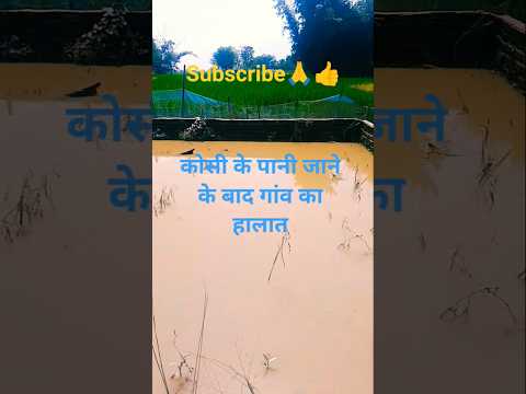 कोसी  के पानी जाने के बाद गांव का हालात#viral #funny #shortvideos #trending#viralvideo #shortsfeed