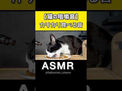 【ASMR】猫がカリカリ食べる音が気持ち良すぎる✨【咀嚼音】
