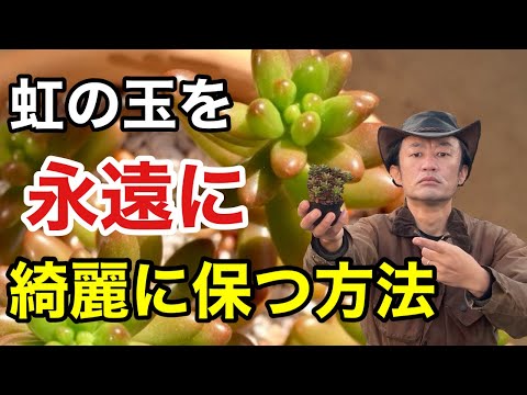 【多肉植物】虹の玉を永遠に楽しめる3つの極意教えます　　　　　　　　　　【カーメン君】【さし芽】【増やし方】【初心者】