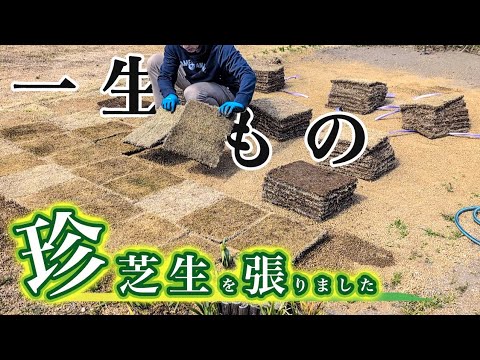 【新品種】ほとんど知られていないスーパー天然芝