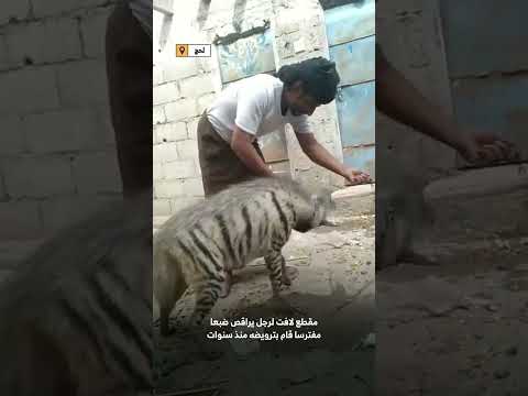 قناة المهرية الفضائية
