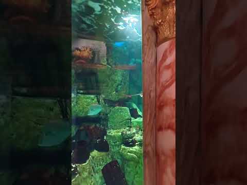 Atlantis show Las Vegas #aquarium #aquariumfish #e 