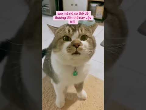 So cute 🥰🥰🥰#cat #catmemes #catlovers #shorts