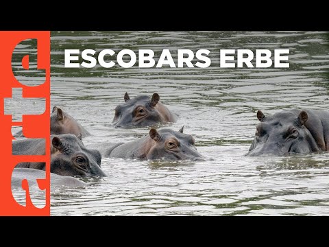 Kolumbiens Kokain-Hippos | GEO Reportage | Doku HD Reupload | ARTE