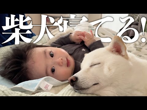 隣に大好きな柴犬がいてテンション爆上げな赤ちゃん