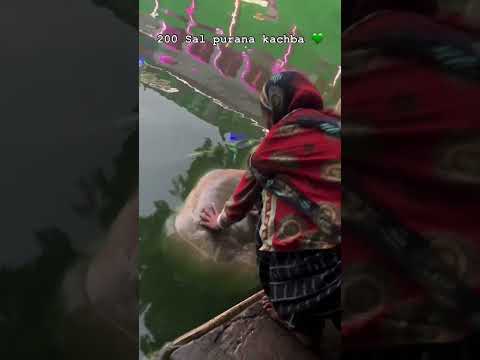 #tortoiselove #viralvideos #shortvideos #subscribemychannel #love #mashallah ❤️💚❤️