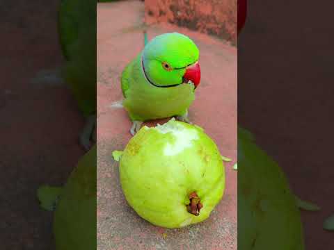 beautiful parrot eating fruit 😋 #petbird #funny #talkingparot #eatingshow #eatingfruit #reels