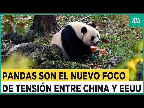 “Diplomacia del panda” llega a su fin: La inesperada tensión entre China y Estados Unidos