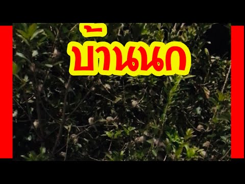 บ้านนกกระจิบ-ที่ปั้ม-ปตท.แม่ริ บ้านนกกระจิบ-ที่ปั้ม-ปตท.แม่ริ