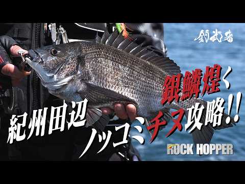 銀鱗チヌを求めて、和歌山南紀の乗っこみチヌ（黒鯛）