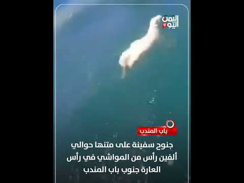 جنوح سفينة على متنها حوالي ألفي رأس من المواشي في رأس العارة جنوب باب المندب