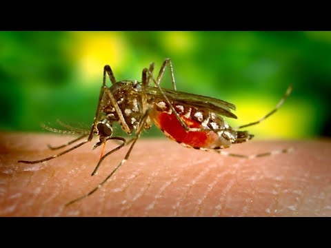 Dengue aumenta un 68% este 2022, según Boletín Epidemiológico del Minsa