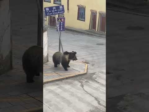 A Tibetan horse bear broke into a village 藏马熊闯入村庄 藏獒驱赶 #animals【跟着图尔去旅行】