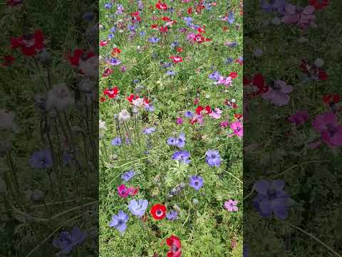 Spring, Barcelona #barcelona #flores #flowers