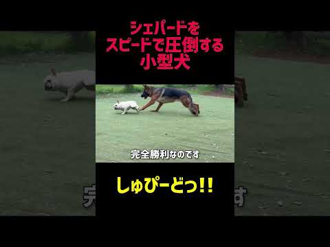 しゅぴーどっ‼︎しゃいしょくのっ‼︎ #フレンチブルドッグ #フレブル #子犬 #シェパード #大型犬 #犬のいる暮らし #犬動画 #犬好き #多頭飼い #全力疾走