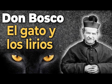 Sueño de el gato y los lirios. Sueños de San Juan Bosco.