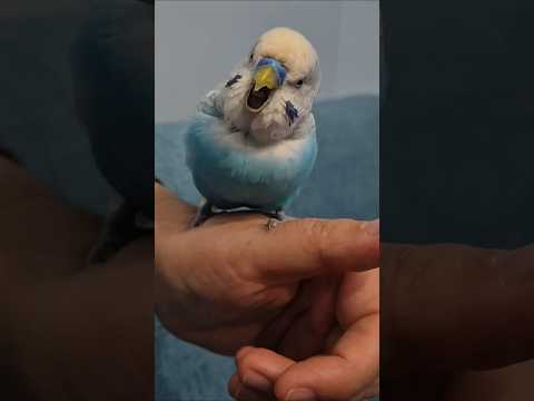 Şunun uyudugu yere bakarmisiniz? #budgies #muhabbetkuşu #pets #sleep #shorts #viralvideo #fypシ