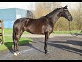 Dressage horse 8-jr. zwartbruine merrie van Galaxie x TCN Partout