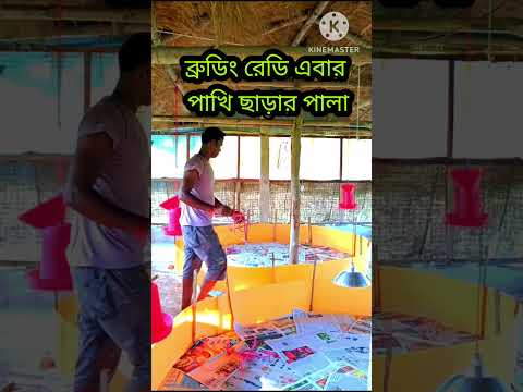 ব্রুডিং রেডি 🐣#shorts#shortsvideo #shortsfeed #farming #birds #pets #viral #viralvideo #viralshorts