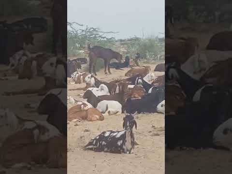 #animals #anmals #cowgoat #cowgoat #travel #travel #funny #funny #farmanimal #farmanimal #cow #cow