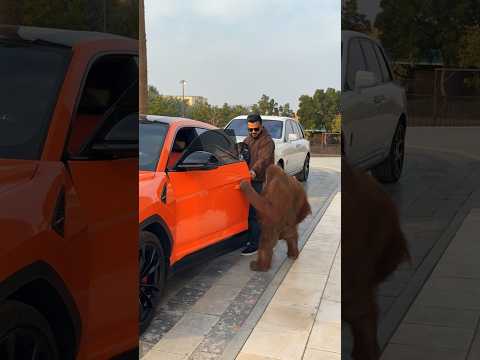Beautiful Orangotan Wants to Sit in the Car | Nouman Hassan