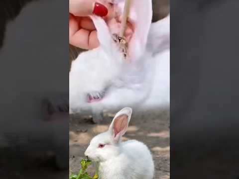 The rabbit's ear is full of dirt so the doctor is carefully cleaning it. #rabbit