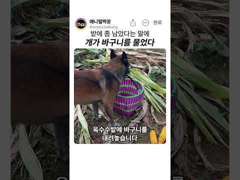 할아버지가 한 번 말하자 개가 한 일