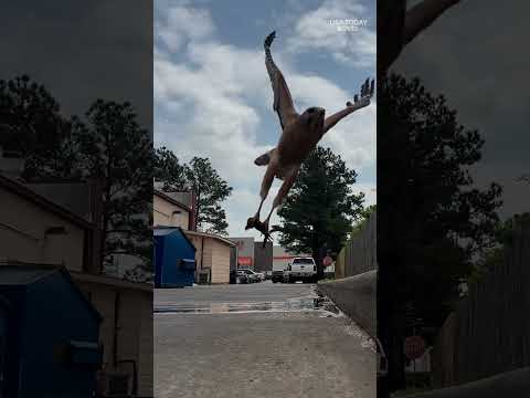 Hungry hawk snatches delicious snack. See the bird in slo-mo.